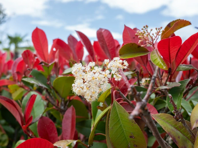 Photinia avec feuilles rouges en floraison