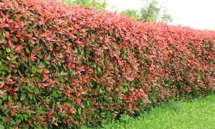 Haie de Photinia fraseri