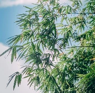 Feuilles de bambou