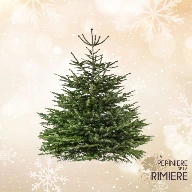 Grand sapin de Noël Nordmann coupé, vert et dense, prêt à être décoré - Pépinière de la Rimière à Neupré