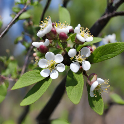 Amelanchier arborea fleurs
