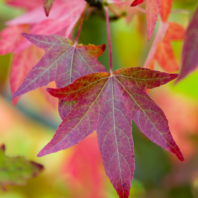 Liquidambar styraciflua 'Worplesdon' feuilles