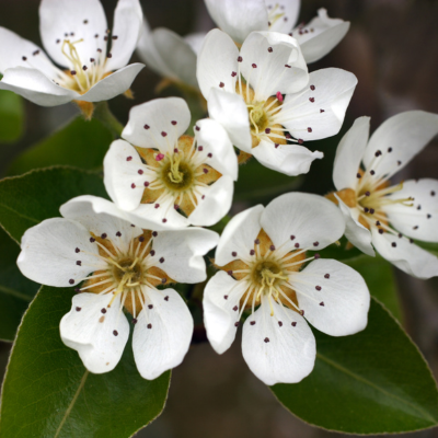 Pyrus calleryana 'Chanticleer' Fleurs