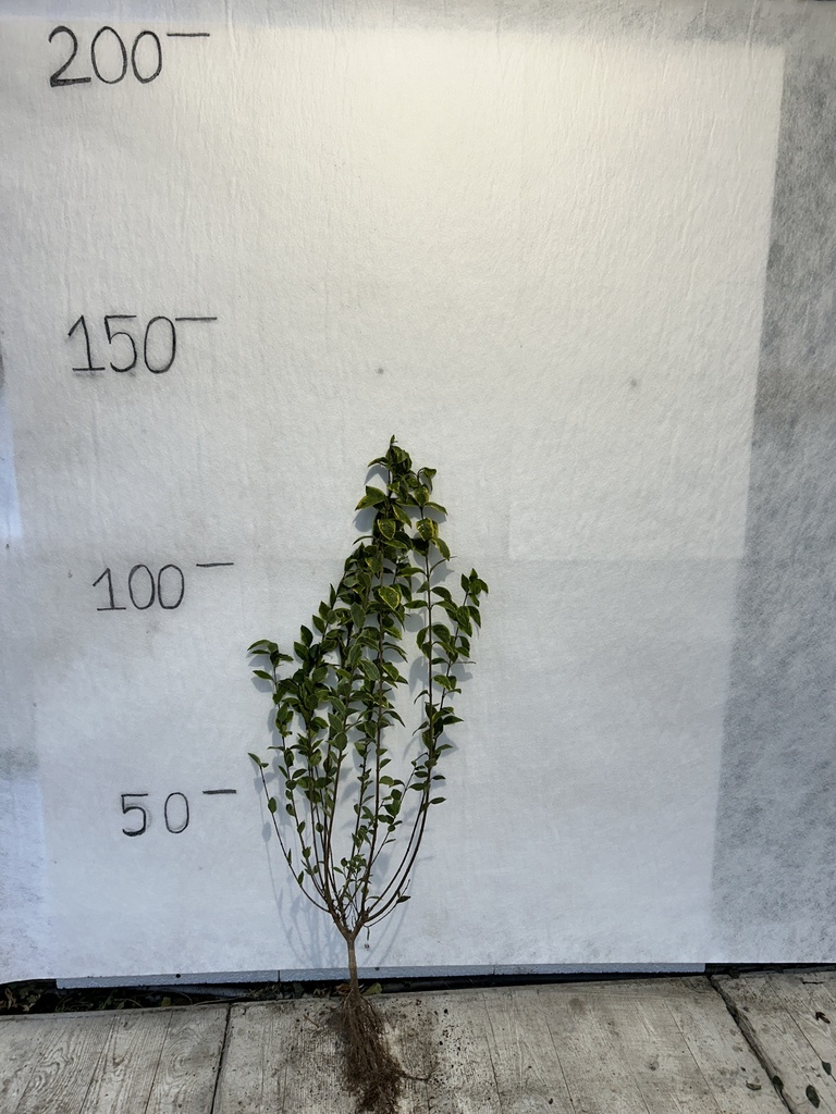 Ligustrum ovalifolium 'Aureum'