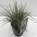 Miscanthus sinensis 'Adagio'