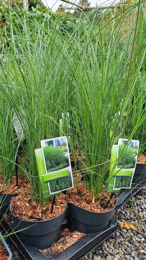 Miscanthus sinensis 'Gracillimus'