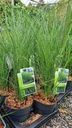Miscanthus sinensis 'Gracillimus'