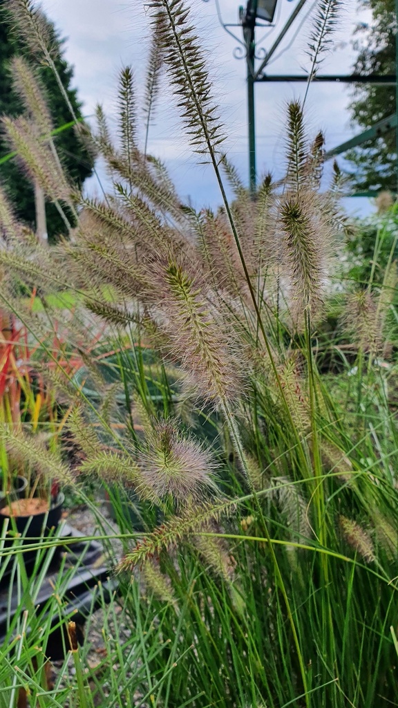 Pennisetum alopecuroides 'Hameln'