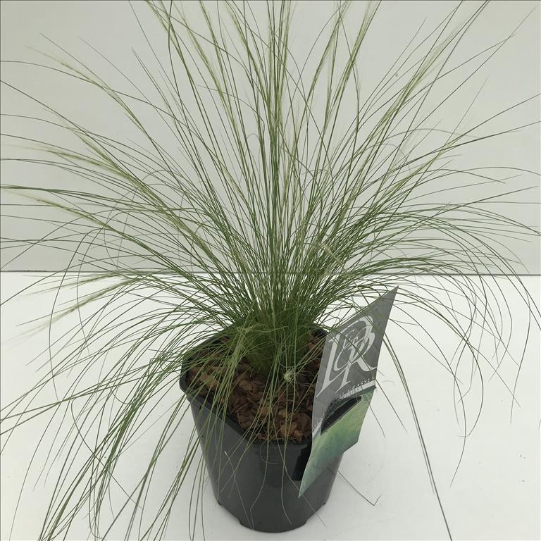 Stipa tenuissima 'Ponytail'