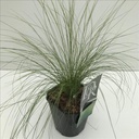 Stipa tenuissima 'Ponytail'