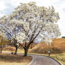 Magnolia kobus Fleur