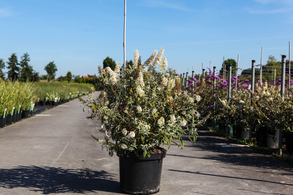Buddleja 'White Ball'