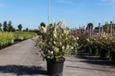 Buddleja 'White Ball'