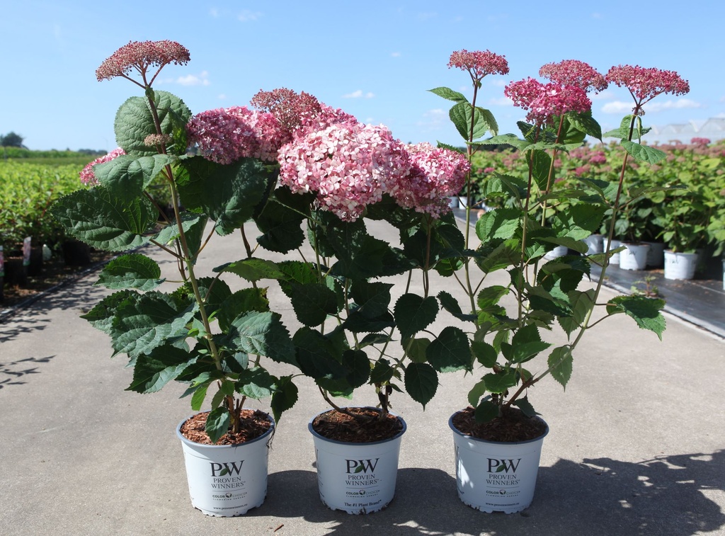 Hydrangea arborescens 'Pink Annabelle'