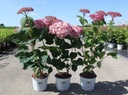 Hydrangea arborescens 'Pink Annabelle'