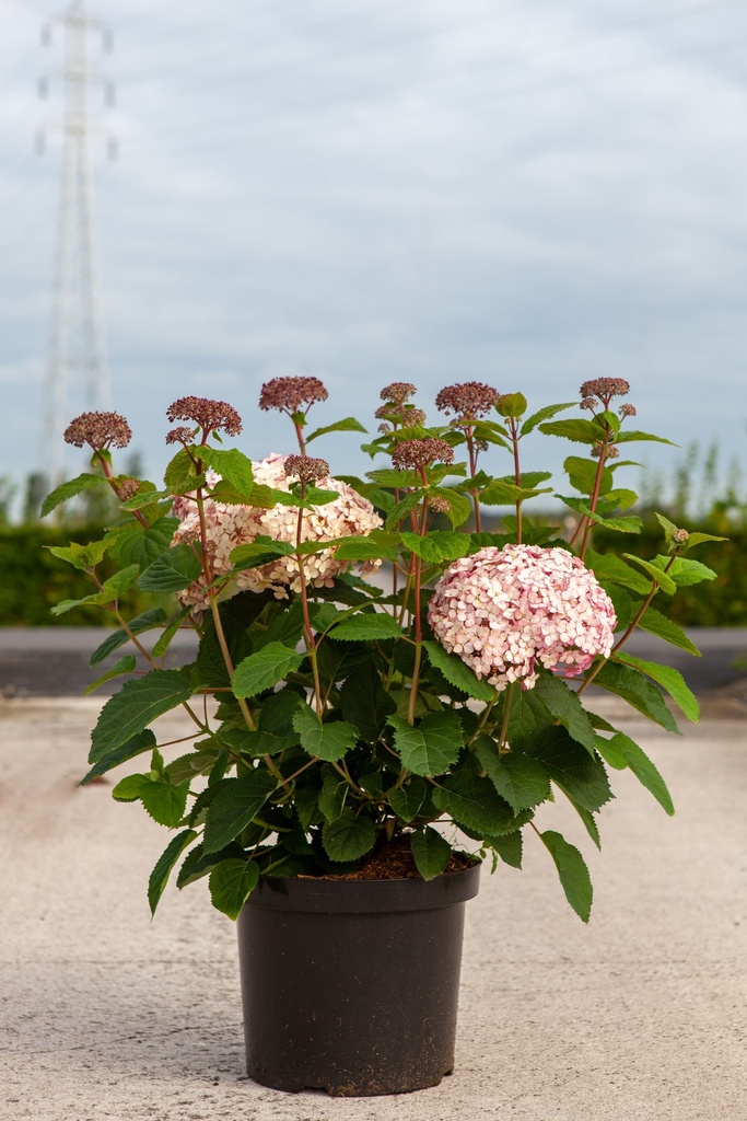 Hydrangea arborescens 'Sweet Annabelle'