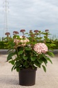 Hydrangea arborescens 'Sweet Annabelle'