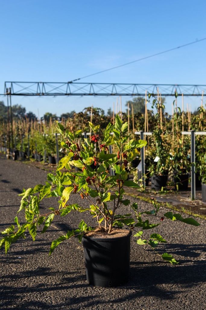 Morus rotundiloba 'Mojo Berry'