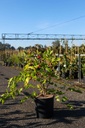Morus rotundiloba 'Mojo Berry'