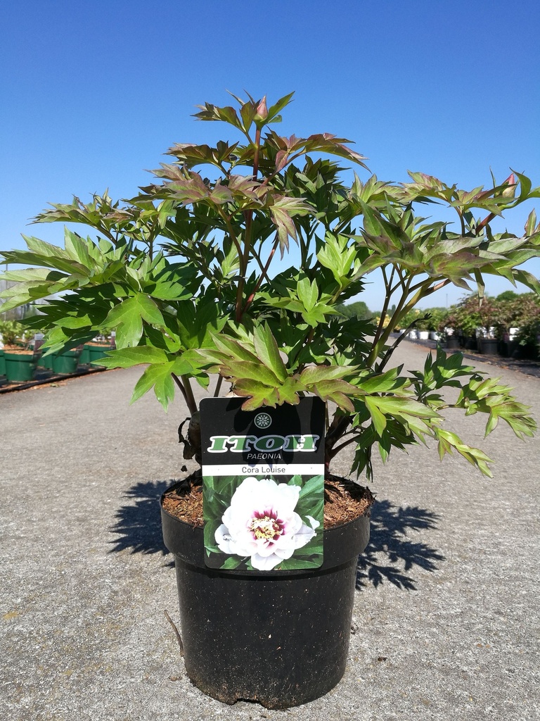 Paeonia Itoh 'Cora Louise'