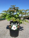 Paeonia Itoh 'Cora Louise'