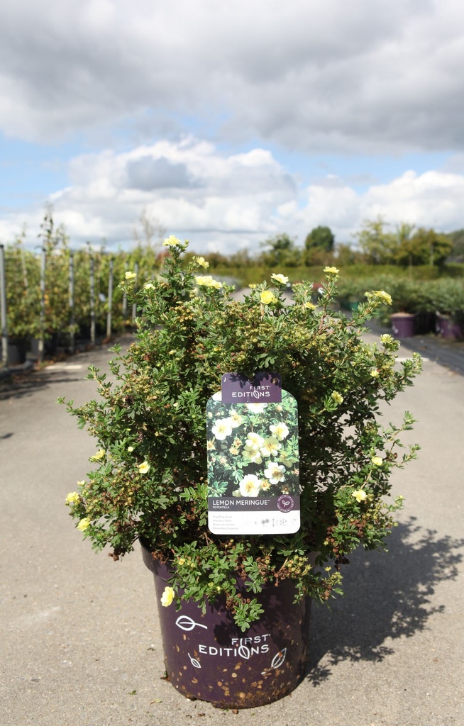 Potentilla fruticosa 'Lemon Meringue'