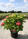 Hydrangea macrophylla 'Red Baron'
