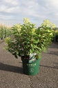 Hydrangea paniculata 'Bobo'