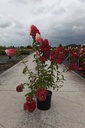 Hydrangea paniculata 'Fraise Melba'