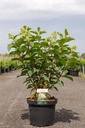 Hydrangea paniculata 'Silver Dollar'