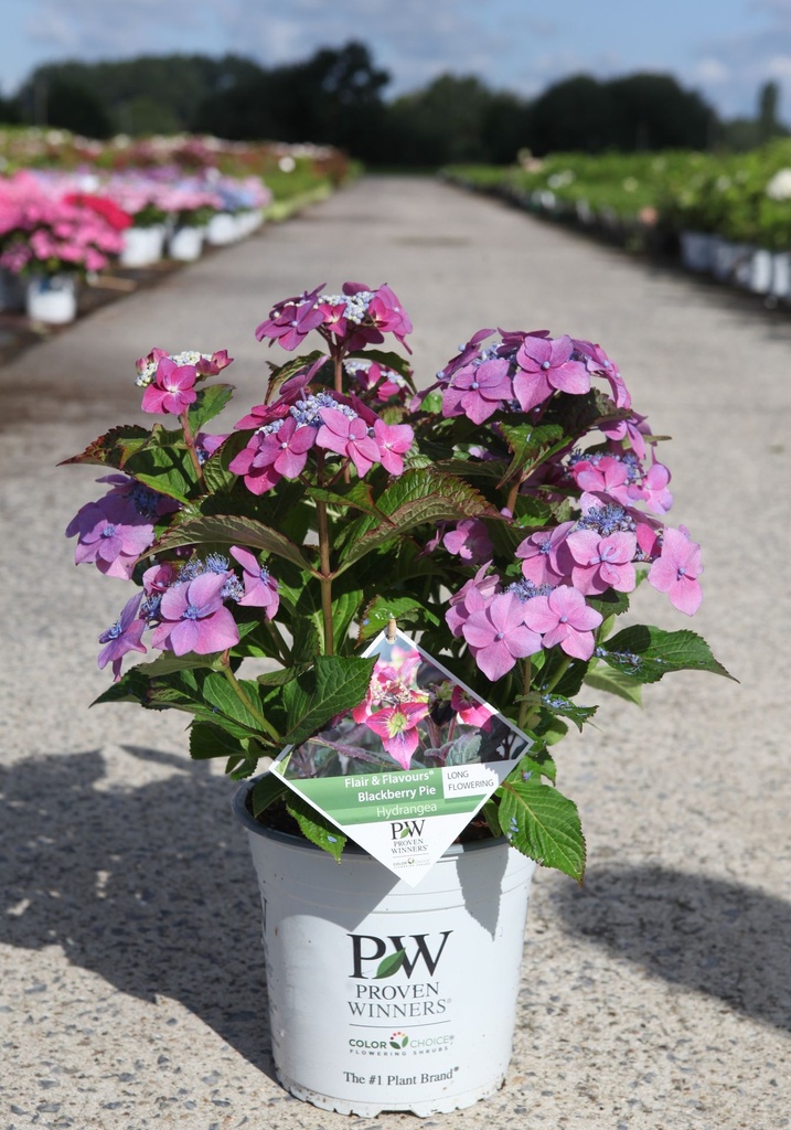 Hydrangea serrata Flair&Flavours 'Blackberry Pie'