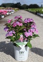 Hydrangea serrata Flair&Flavours 'Blackberry Pie'