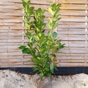 Prunus laurocerasus 'Rotundifolia'