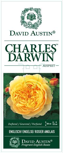 Rosa 'Charles Darwin' Etiquette