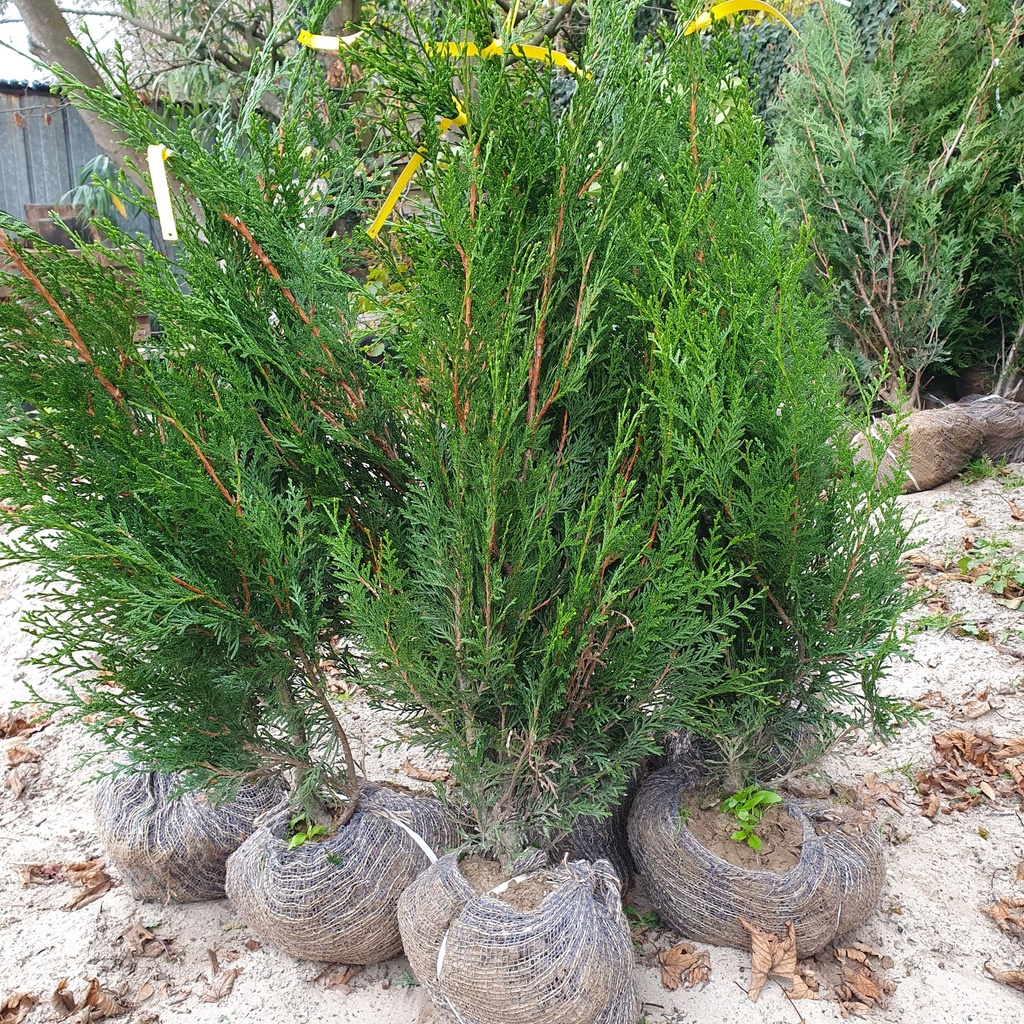 Thuja plicata 'Atrovirens'