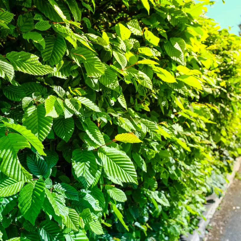carpinus.webp