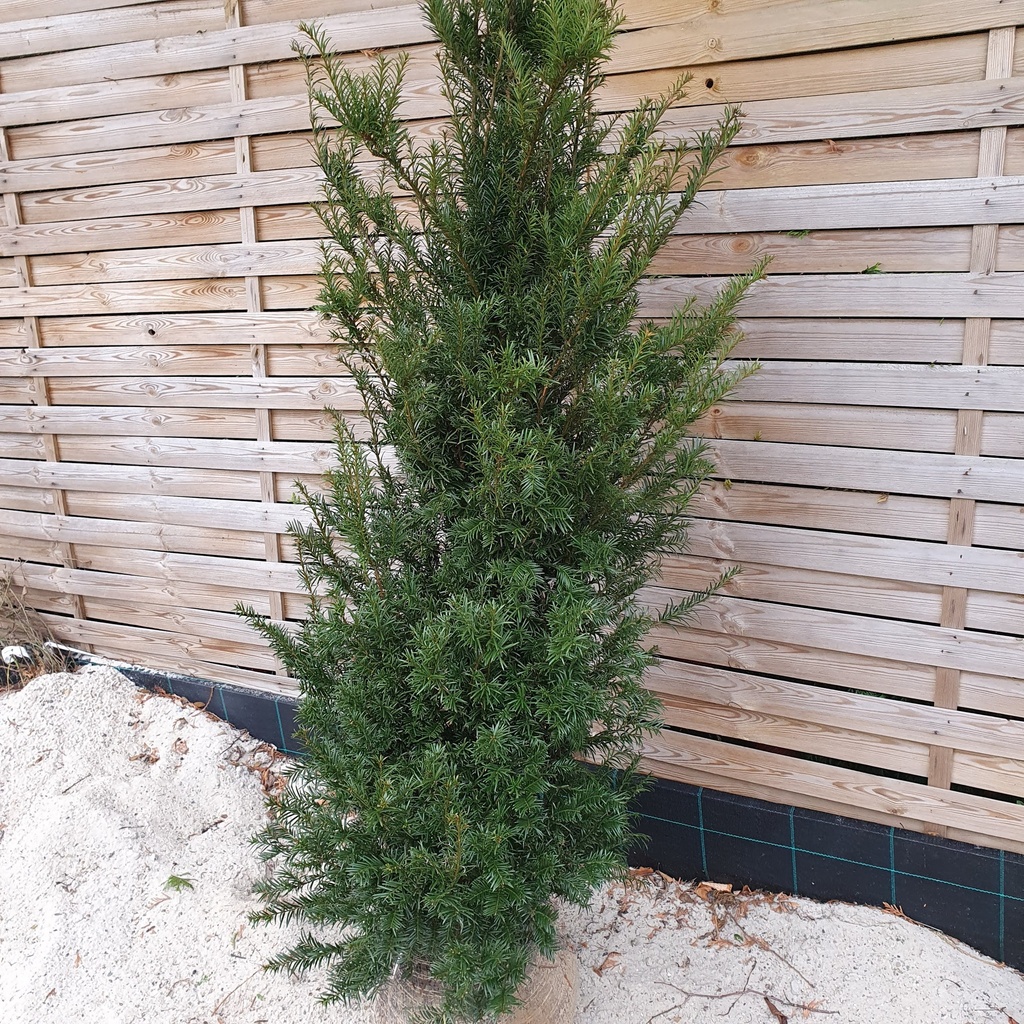 Taxus baccata