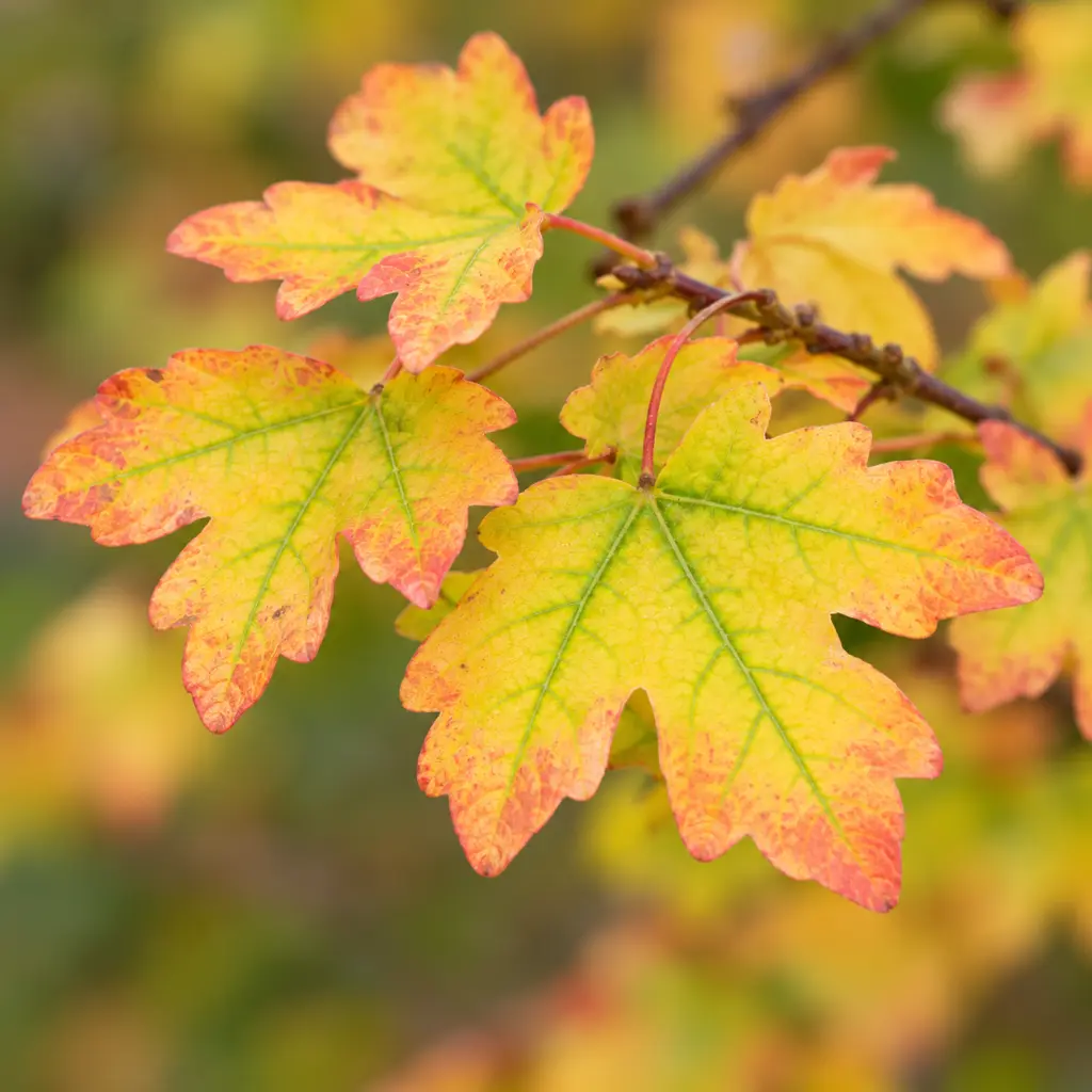 acerc feuilles.webp