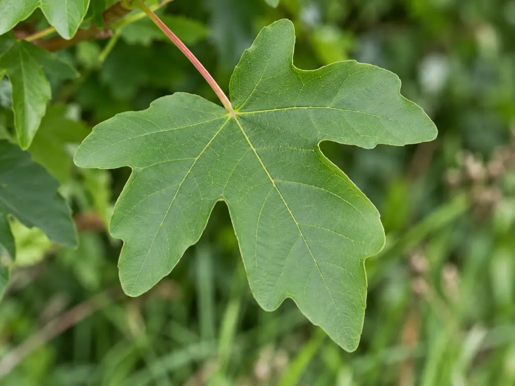 acer c feuille.webp