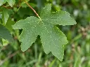 acer c feuille.webp