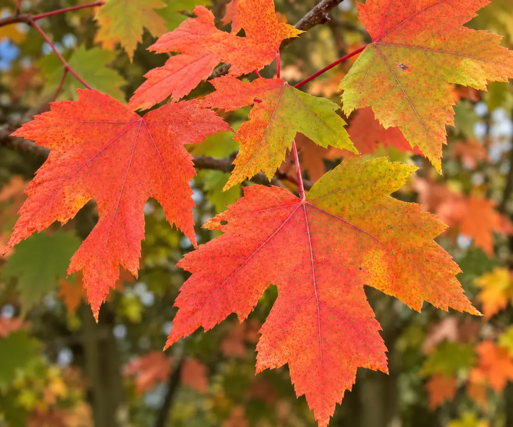 erable autumn.webp