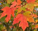 erable autumn.webp
