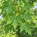 acer celzam.webp