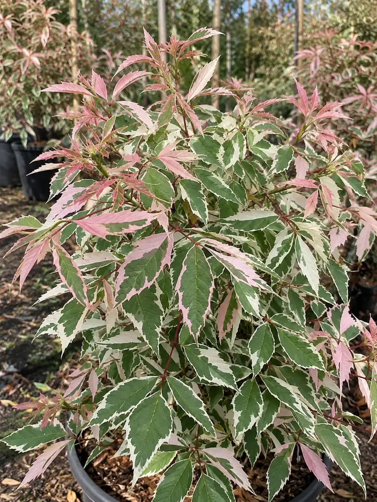 acer flamingo.webp