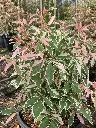 acer flamingo.webp