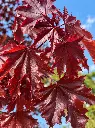 acer crimson sentry.webp