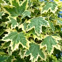 acer pl drummondii.webp