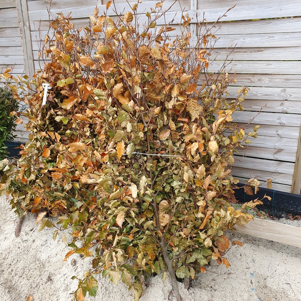 Fagus sylvatica
