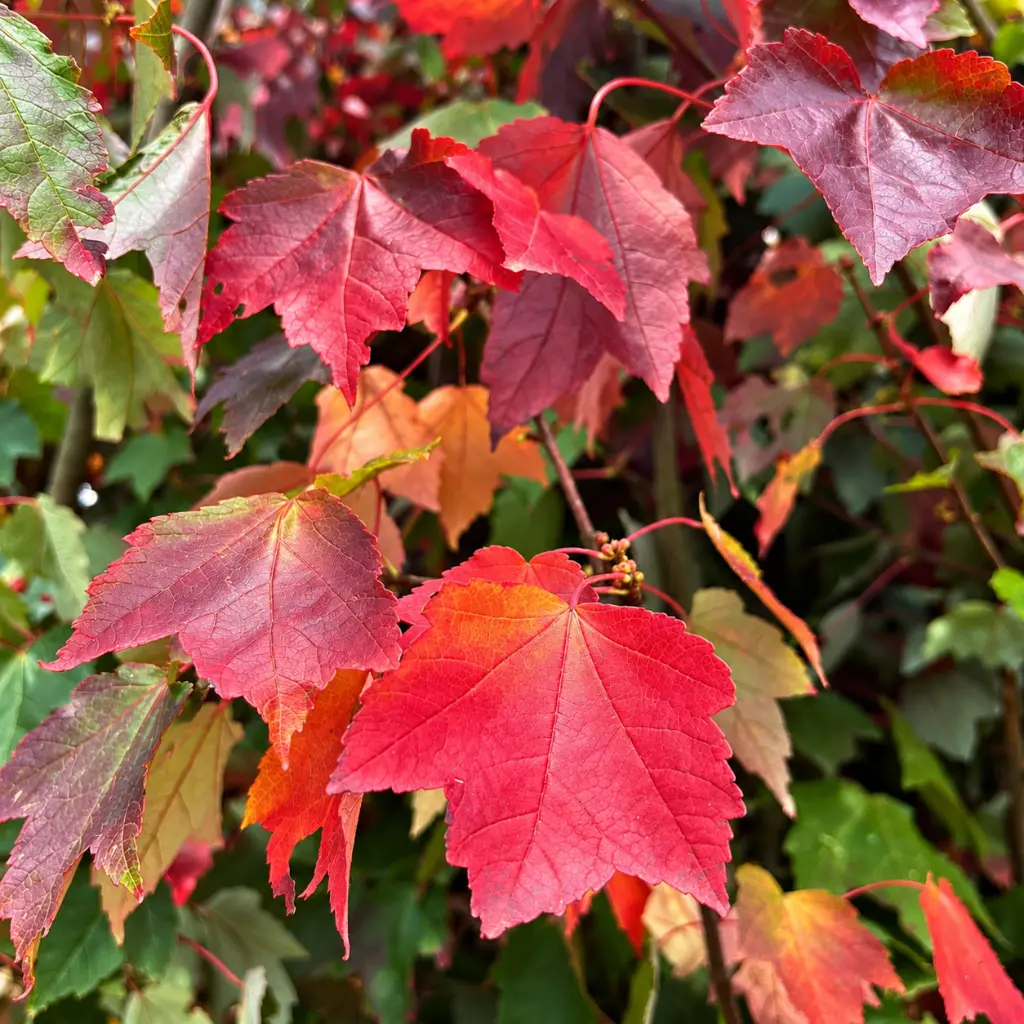 acer fairview flame.webp