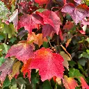 acer fairview flame.webp